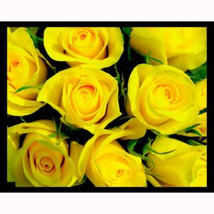 Yellow Roses - Horizontal