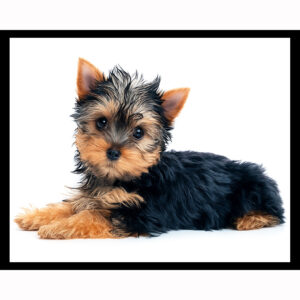Yorkie