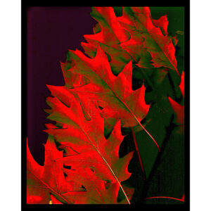 Organics - Red Leaves in Neon