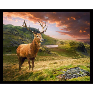 Red Stag Deer